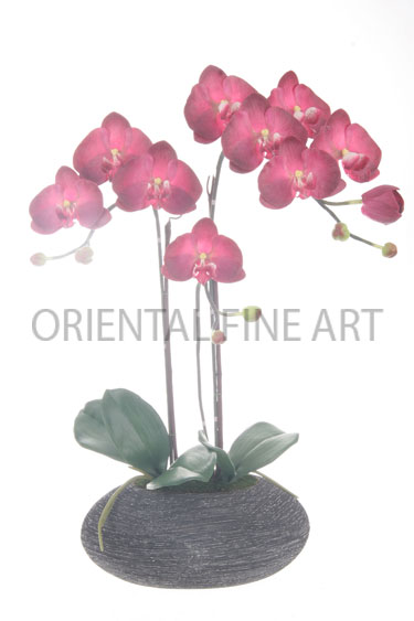 CRJ-155-4048-B(M) 
PHALAENOPSIS