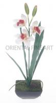 CYMBIDIUM