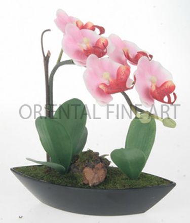 CR-59136-B 
PHALAENOPSIS