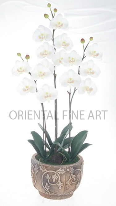 CR-60149-N 
PHALAENOPSIS