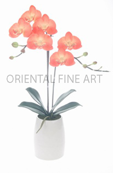 ARMC-57168-CRM.. 
PHALAENOPSIS