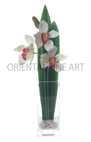 SQA-129-L 
CYMBIDIUM