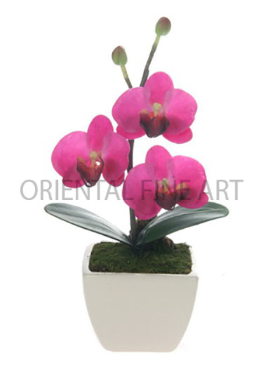 CR-282-CRM 
PHALAENOPSIS