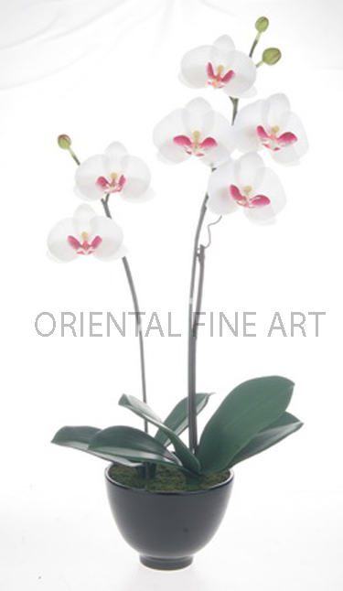 CR-393-B 
PHALAENOPSIS
