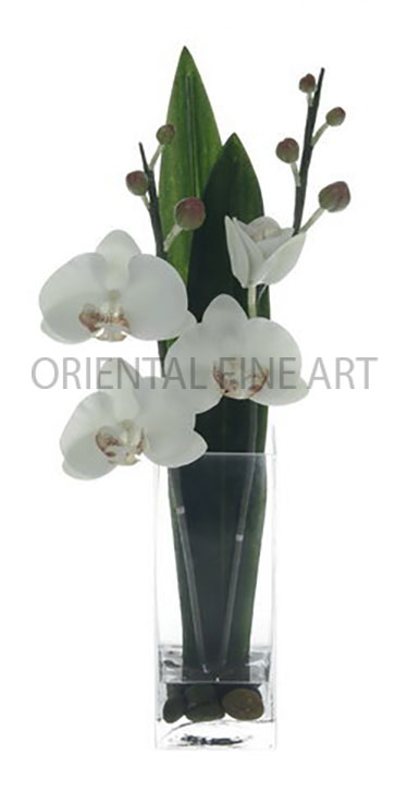 SQA-028-L 
PHALAENOPSIS